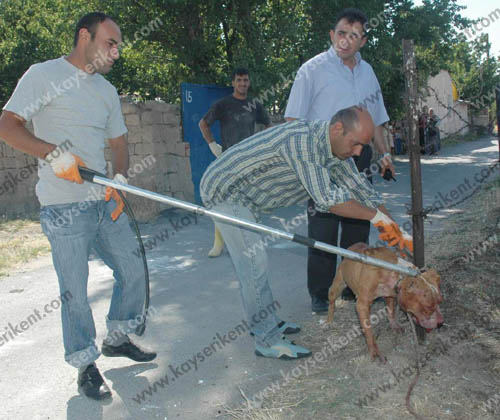 Kayseri De Pitbull Dehseti