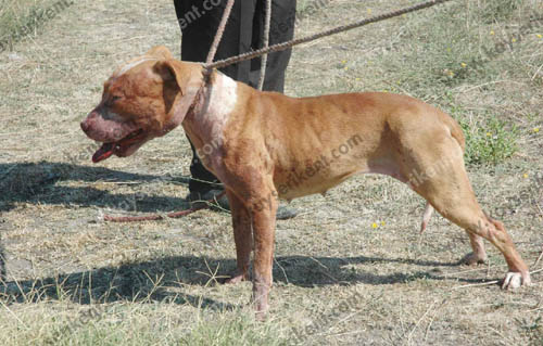 kayseri de pitbull dehseti